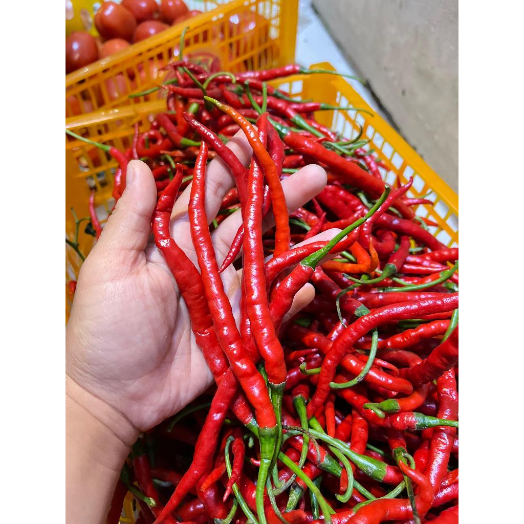 

[JAKTIM] CABE MERAH KERITING SEGAR
