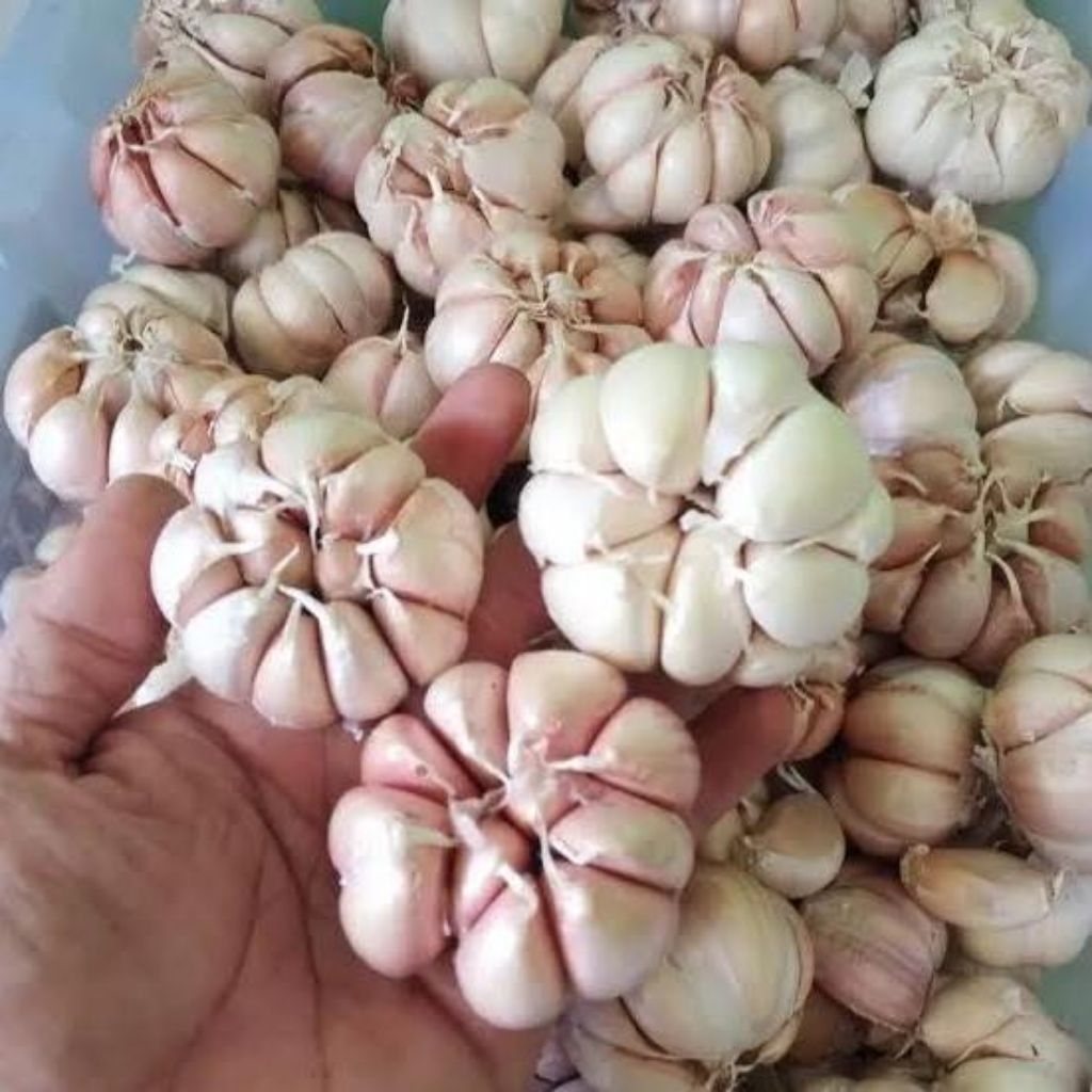 

bawang putih sinco