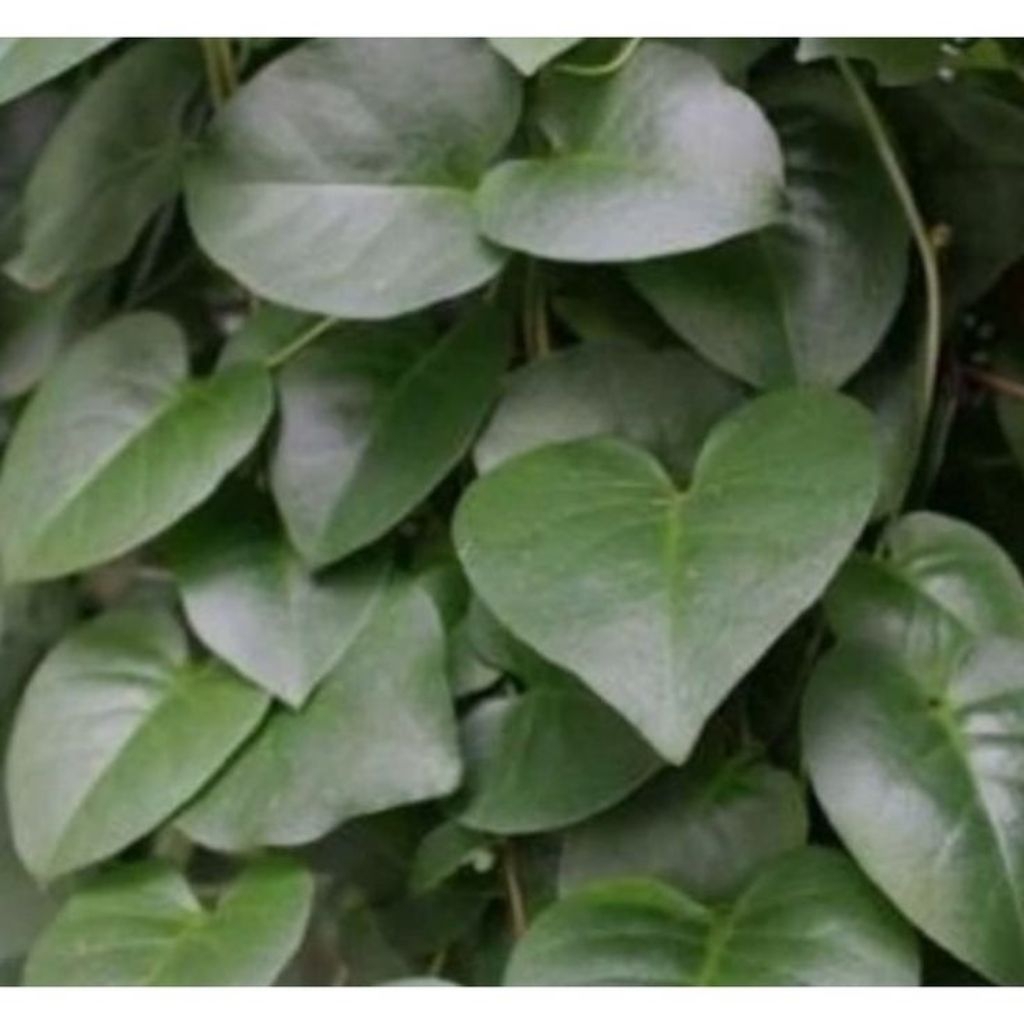 

Daun binahong hijau fresh petik dadakan 1kg