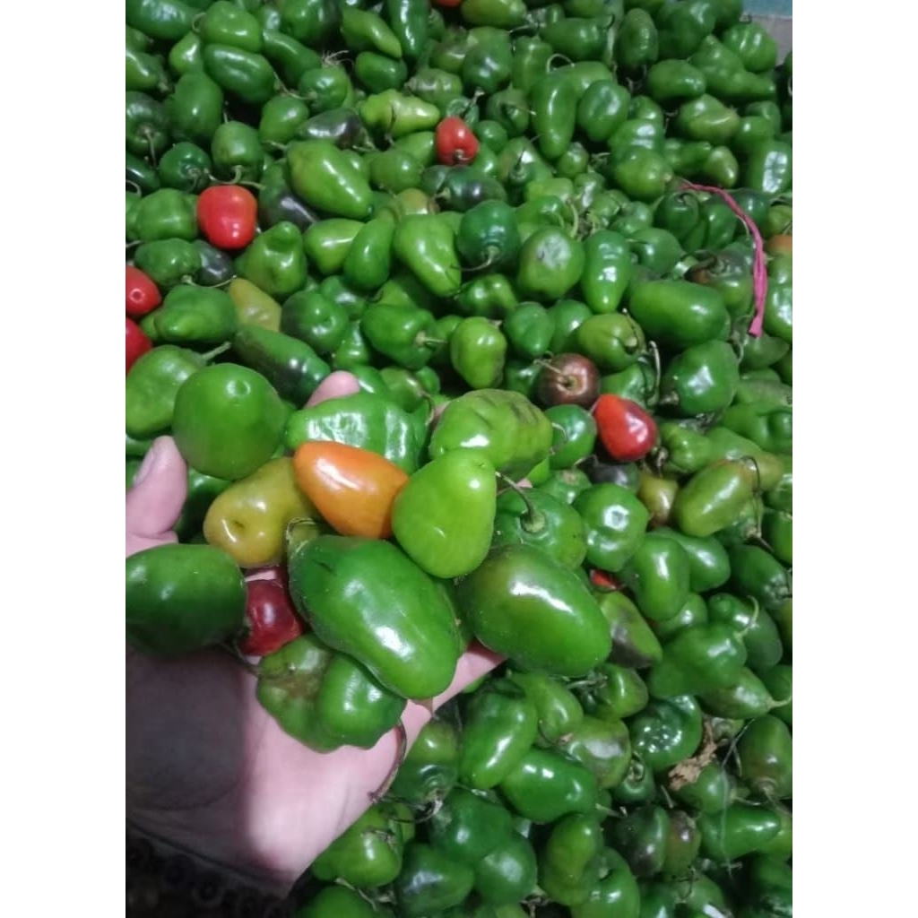 

Cabe Gendot / Bendot Segar Fres Isi 500g Paket Hemat Buah/Sayuran Cabe Gendot