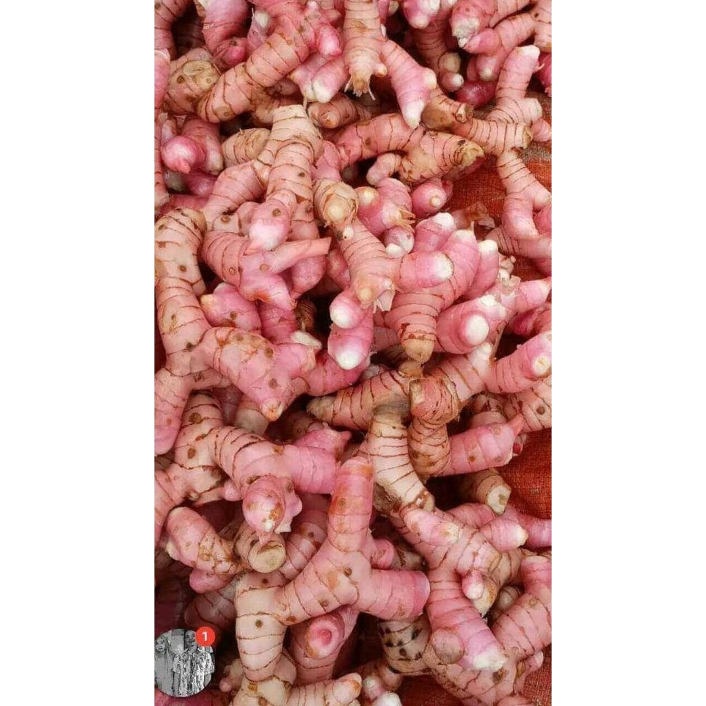 

laos laja rempah fresh termurah 250 gr 500 gr 1 kg