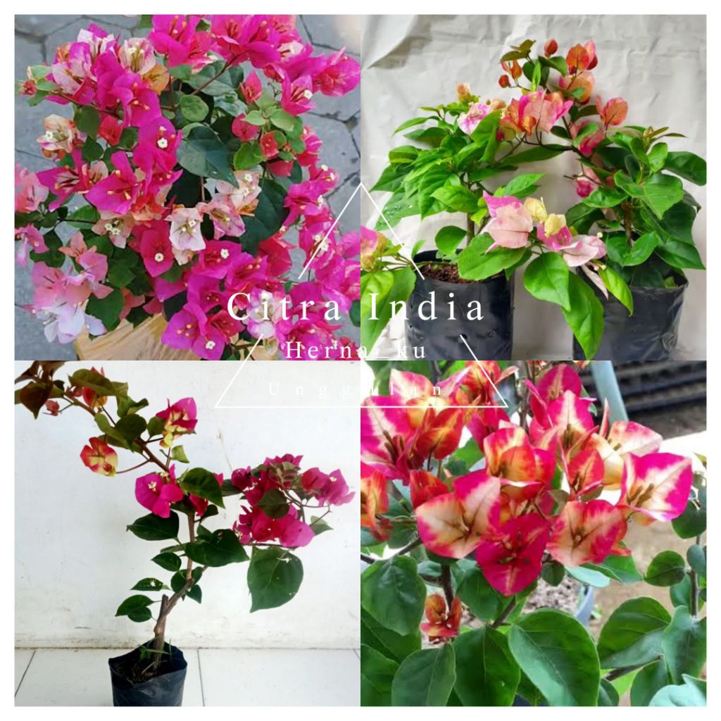 Bunga Bugenvil CITRA INDIA Import Orian / Bougenville CITRA INDIA Siap Berbunga