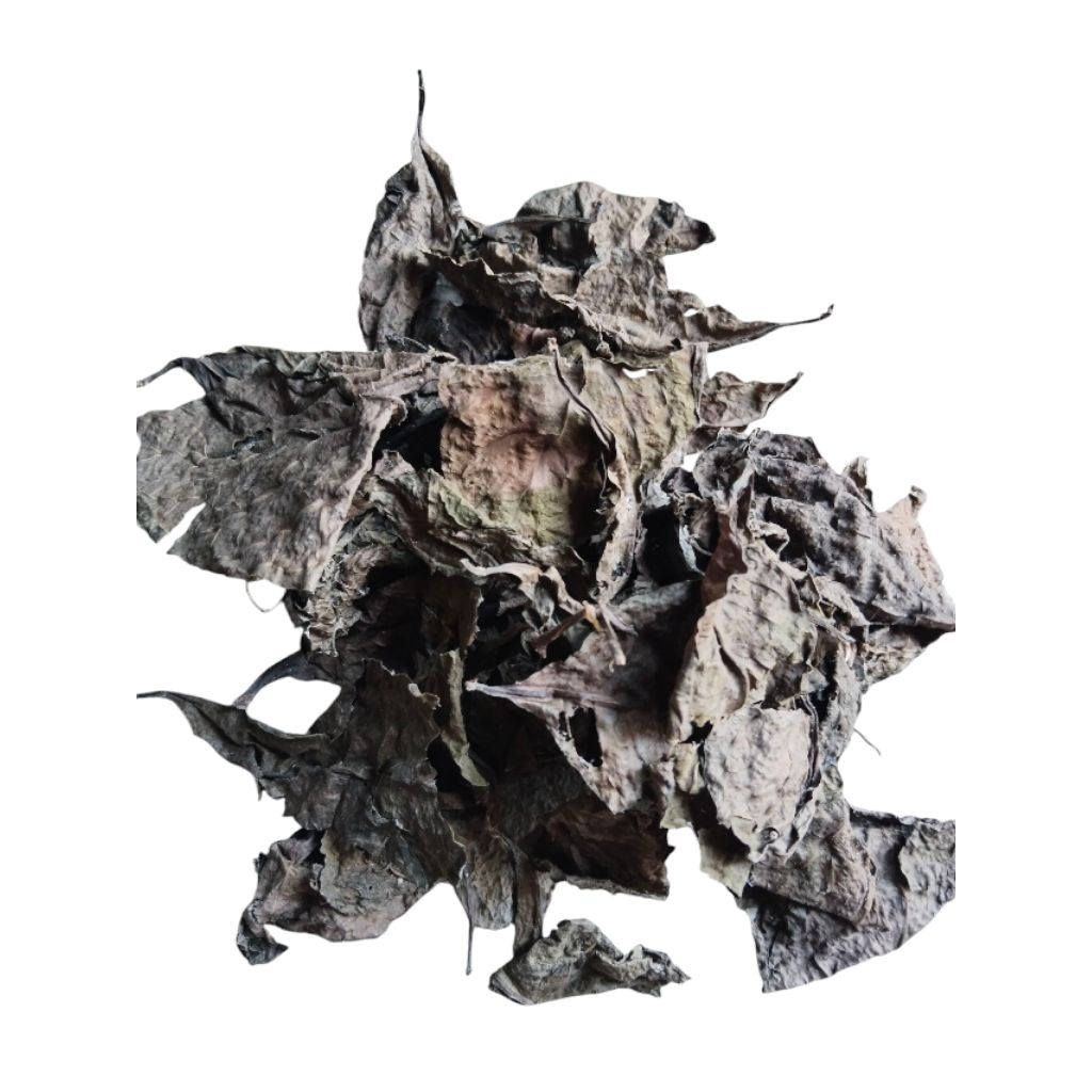 

daun ungu daun haneleum/handeuleum kering 1pcs