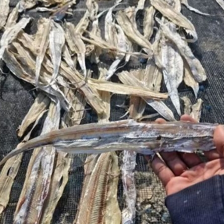 

Ikan Layur Besar Bela Tanpa Kepala Tawar – Ikan Kering Premium – Olahan Laut – Goreng Balado Tumis