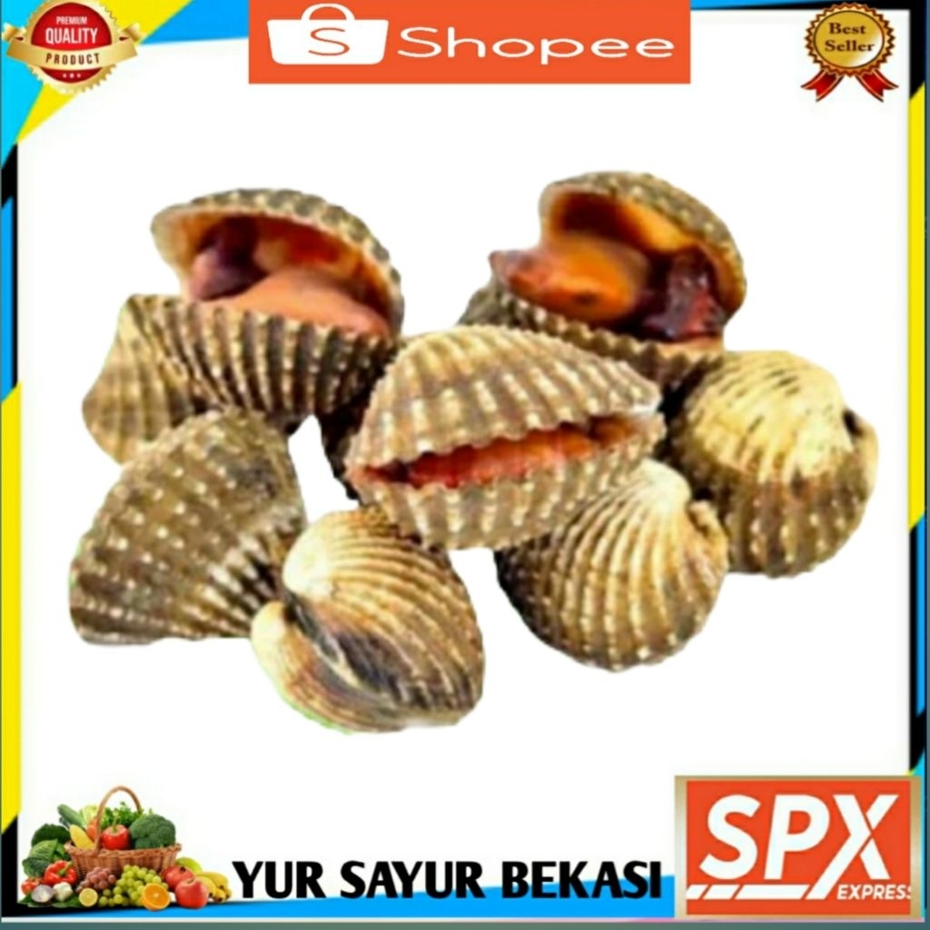 

Kerang Darah 1kg.