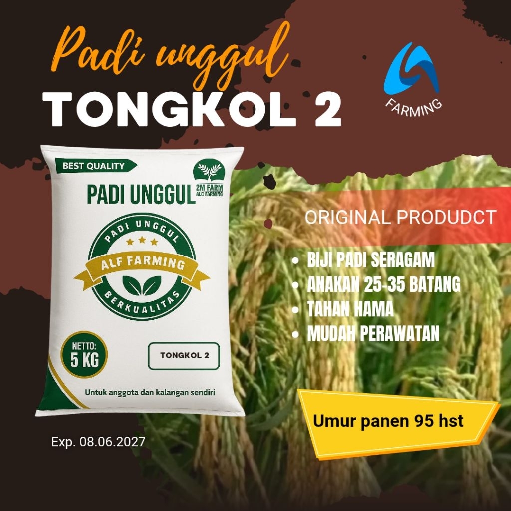 PADI UNGGUL TONGKOL 2 kemasan 5 kg
