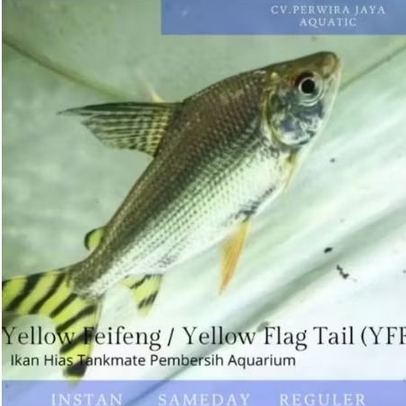 Yellow Feifeng YFF 17-20cm Good Quality Tankmate Hiasan Aquarium