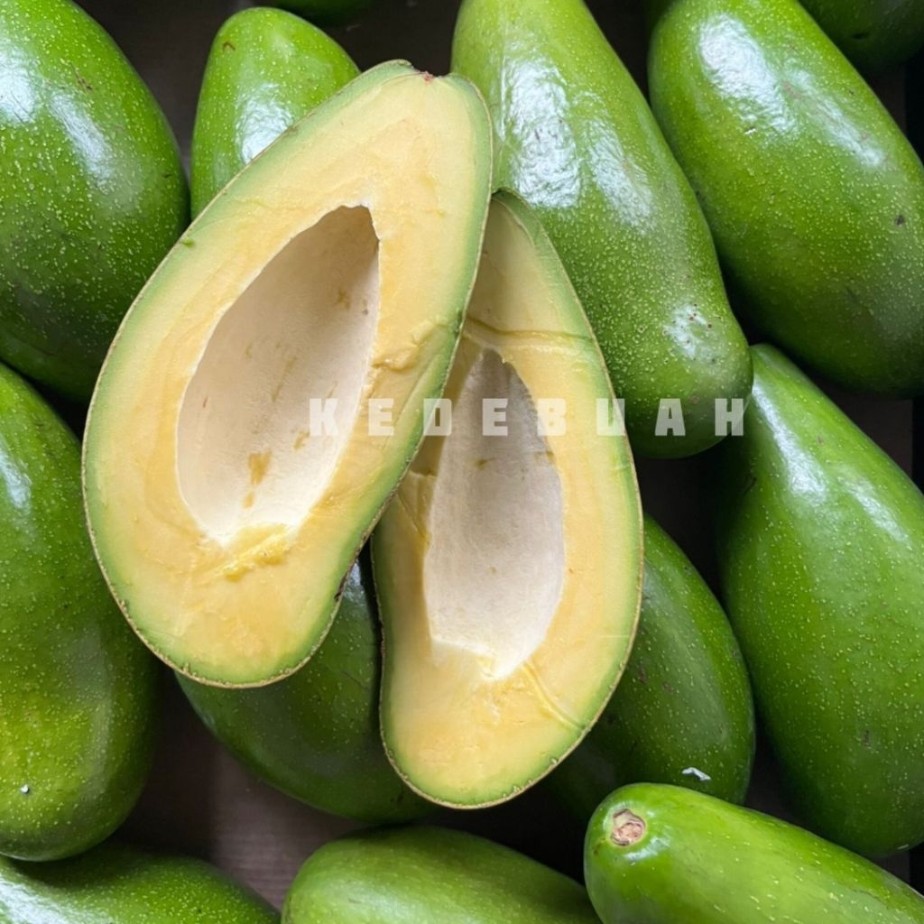 

Alpukat Mentega Siger Super Lampung Timur