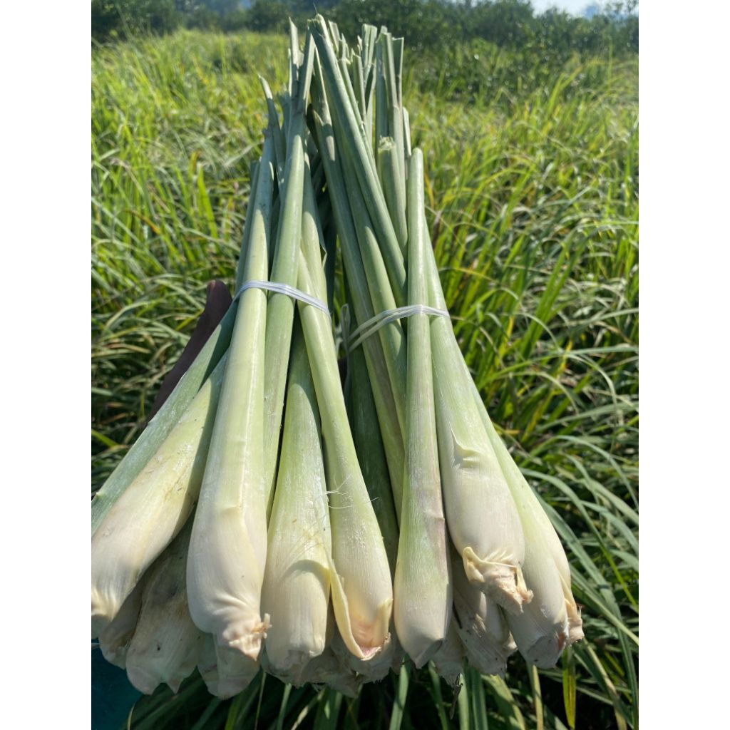 

Sereh Segar Wangi untuk Bumbu Wedang Rempah Dll