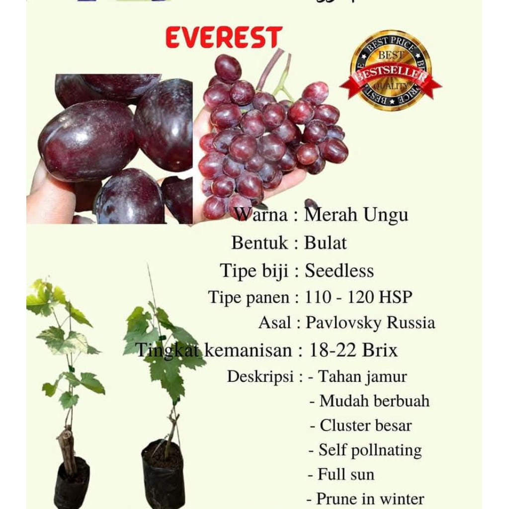 

bibit anggur yellow belgia berbunga/berbuah