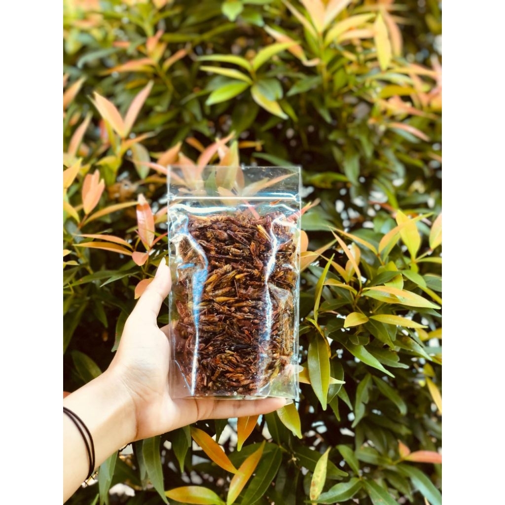 

Belalang Goreng Rasa Pedas Manis Camilan Makanan Unik Ekstrim || Belalang Padi / Kecill