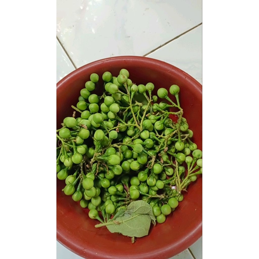 

buah tekokak segar 100g