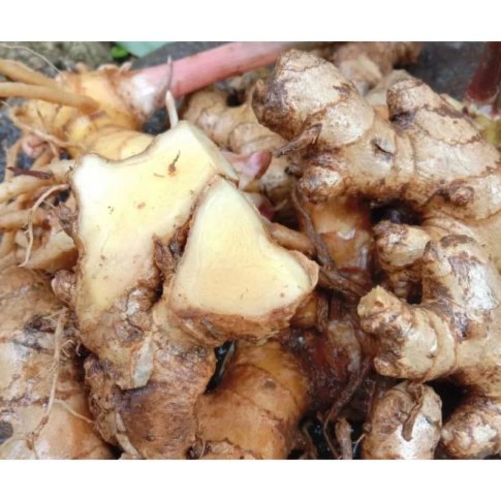 

obat herbal lempuyang segar berat 1 kg