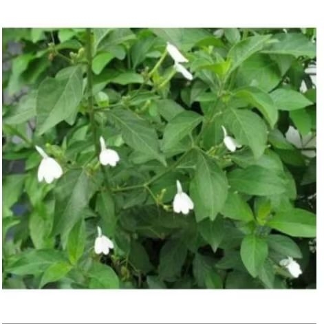 

Daun cucuk manuk, daun tarebak segar,daun burung, rhinacanthus, untuk kadas, kurap dll per50 gram