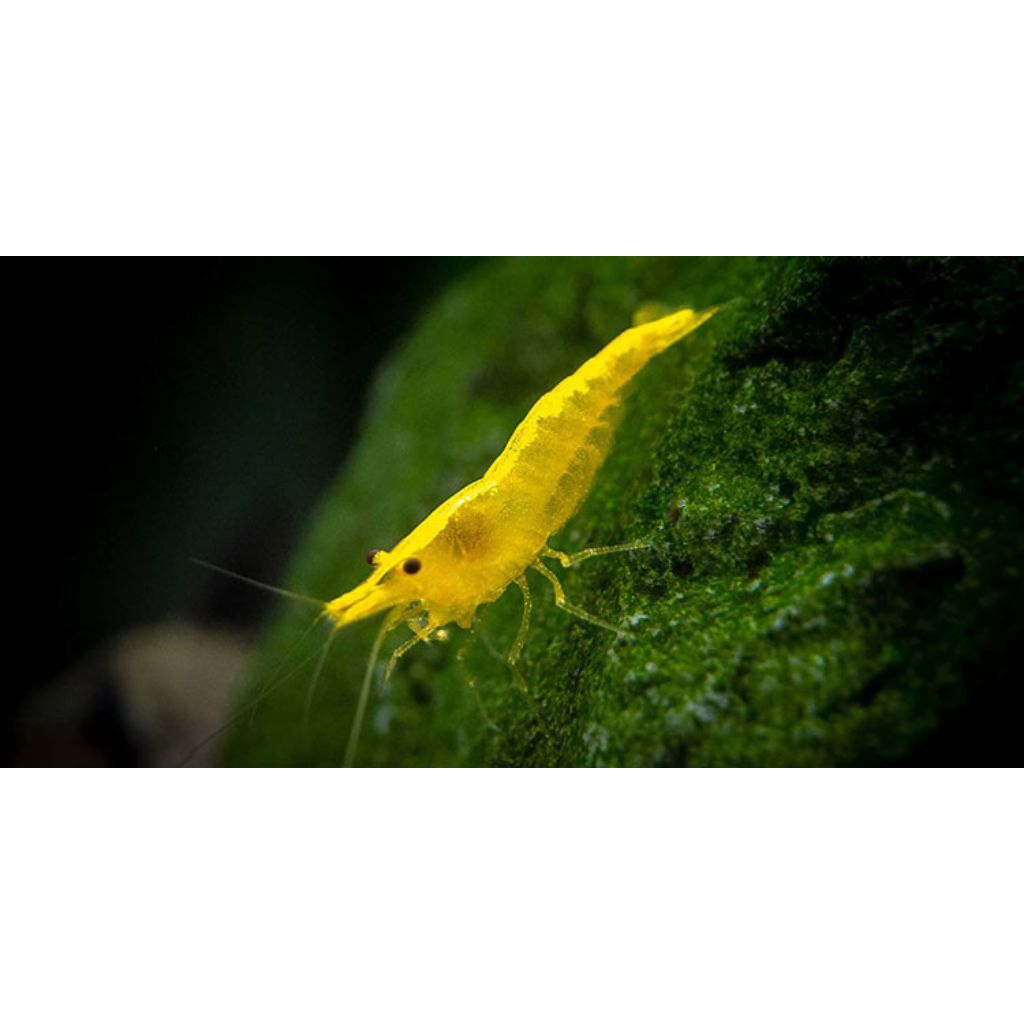 

udang hias kuning hiasan aquascape