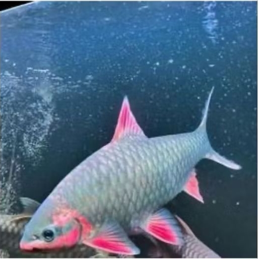 (Hiasan) Phoenix Barb 8-10cm