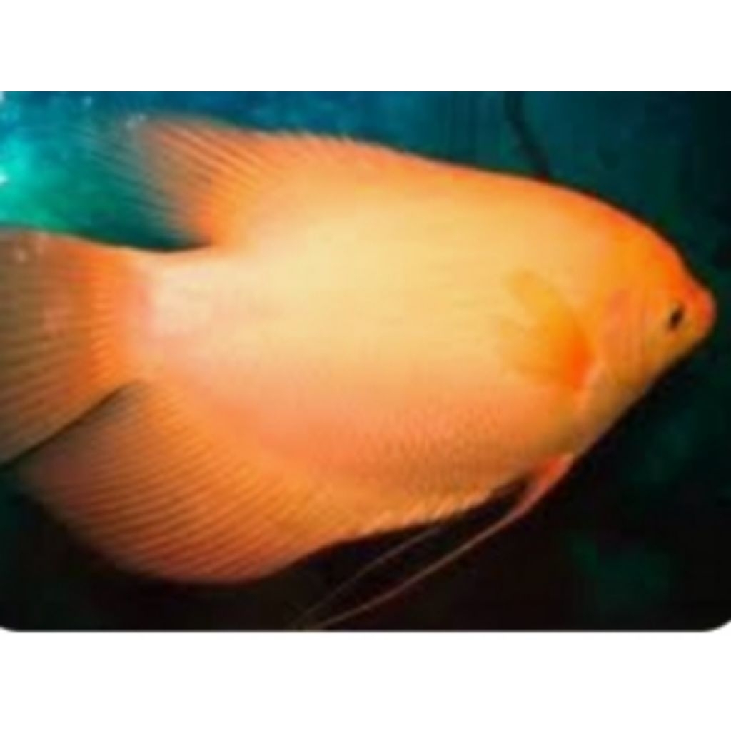 jualbiang gurame padang dan soang sepasang2