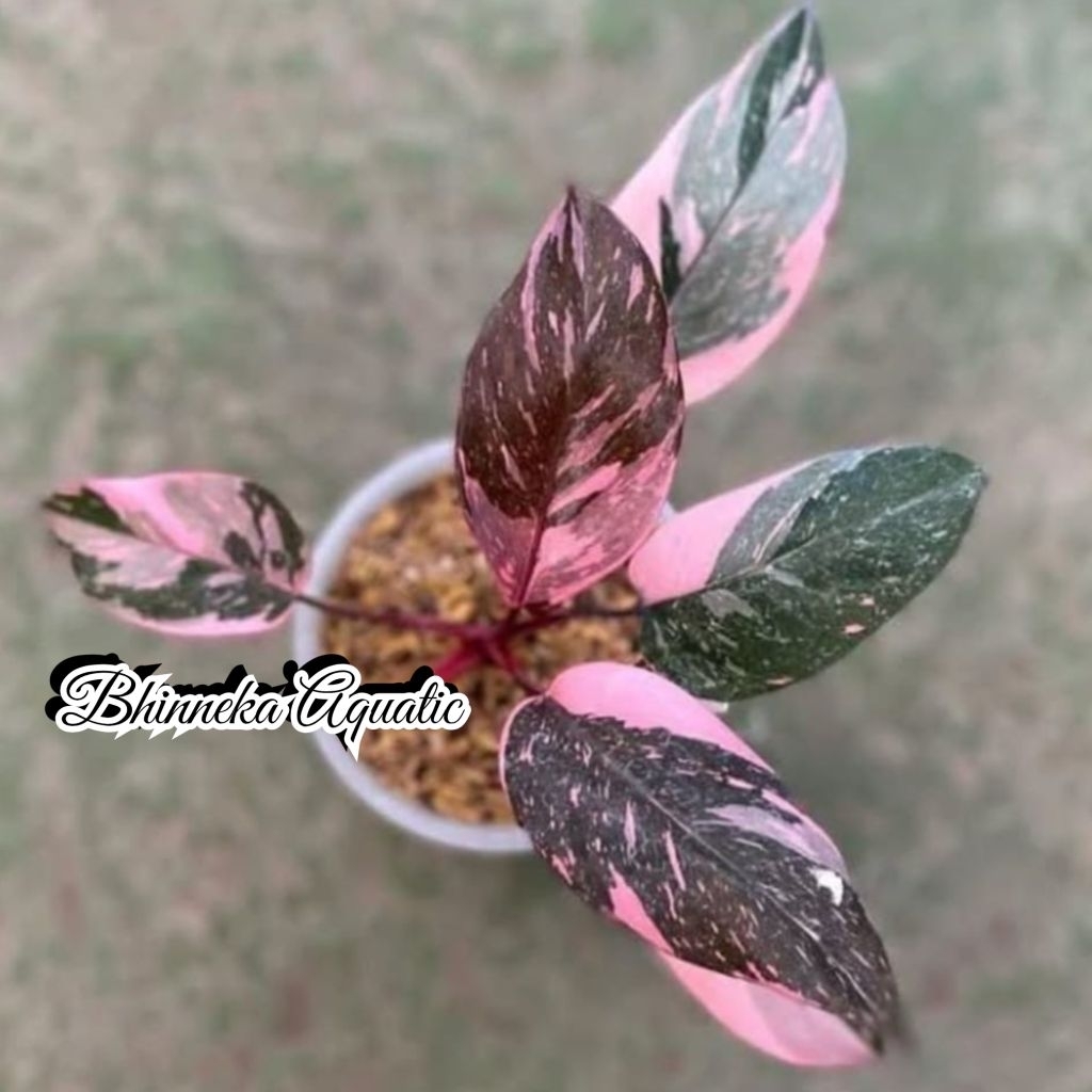 Tanaman Hias Pink Princess Galaxy Variegata Varigated Varigata Real Pict Murah Ekonomis