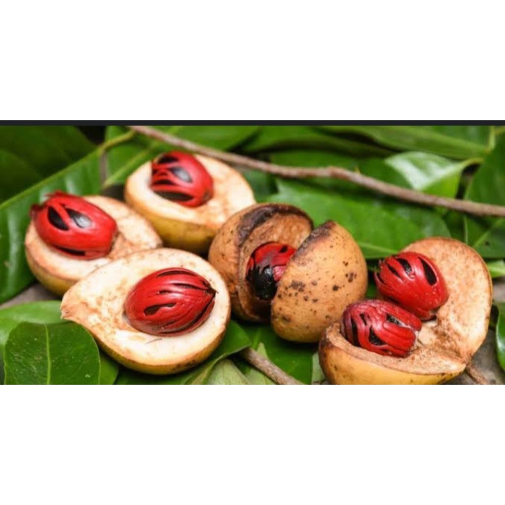 

buah pala mentah per1kg masih fresh