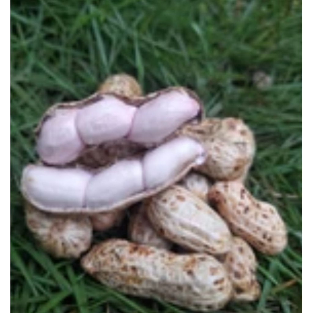 

kacang tanah suuk 500gram