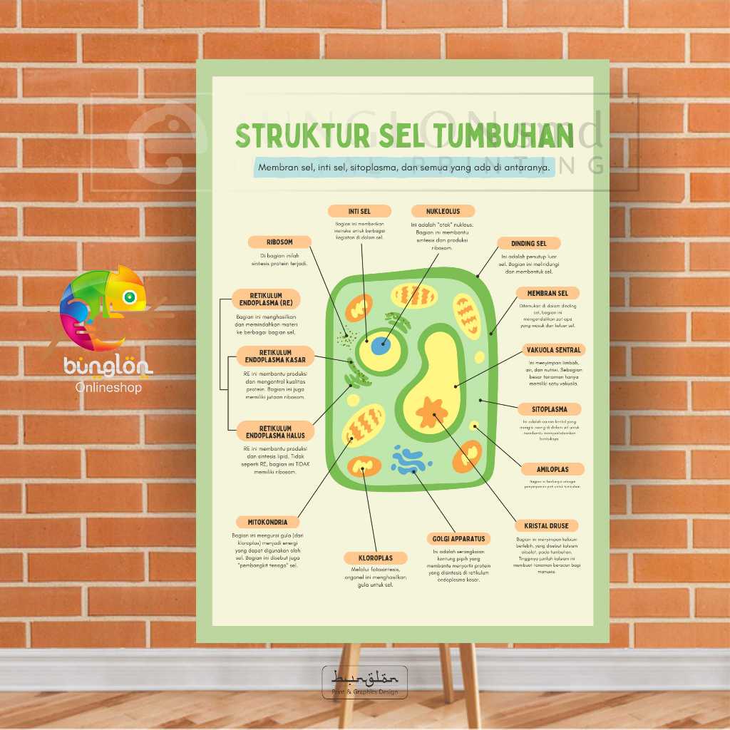 

Poster Struktur Sel Tumbuhan