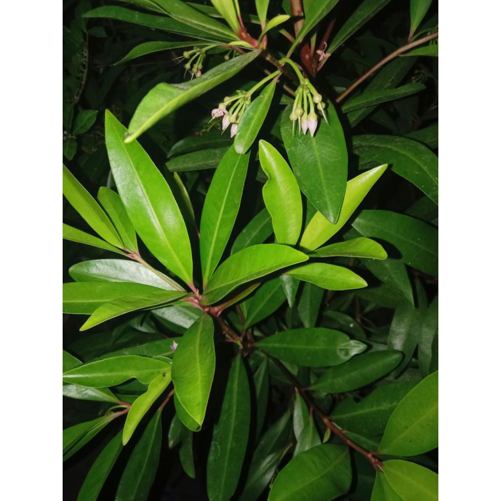 

daun lampeni/lempeni/10lembar/samsulherbal1