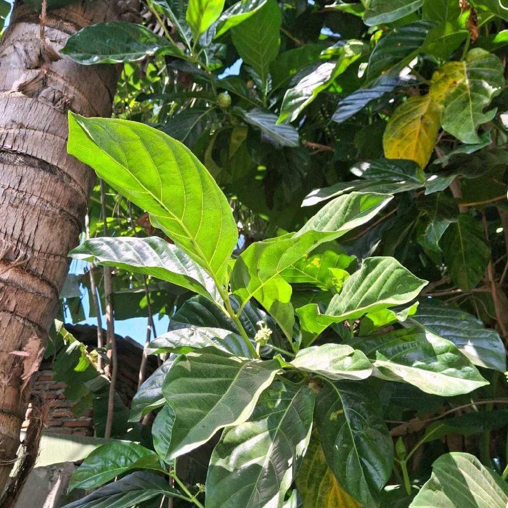 

daun mengkudu seger fresh baru panen langsung kirim