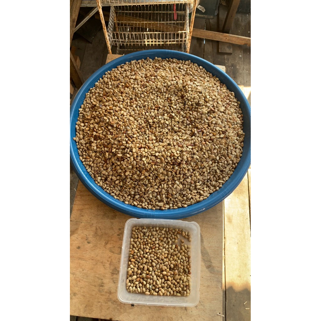 Gabah Kopi luwak Arabika (Bersih) (Palasari)
