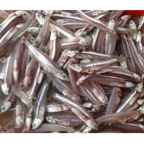 

Teri jengki basah murah