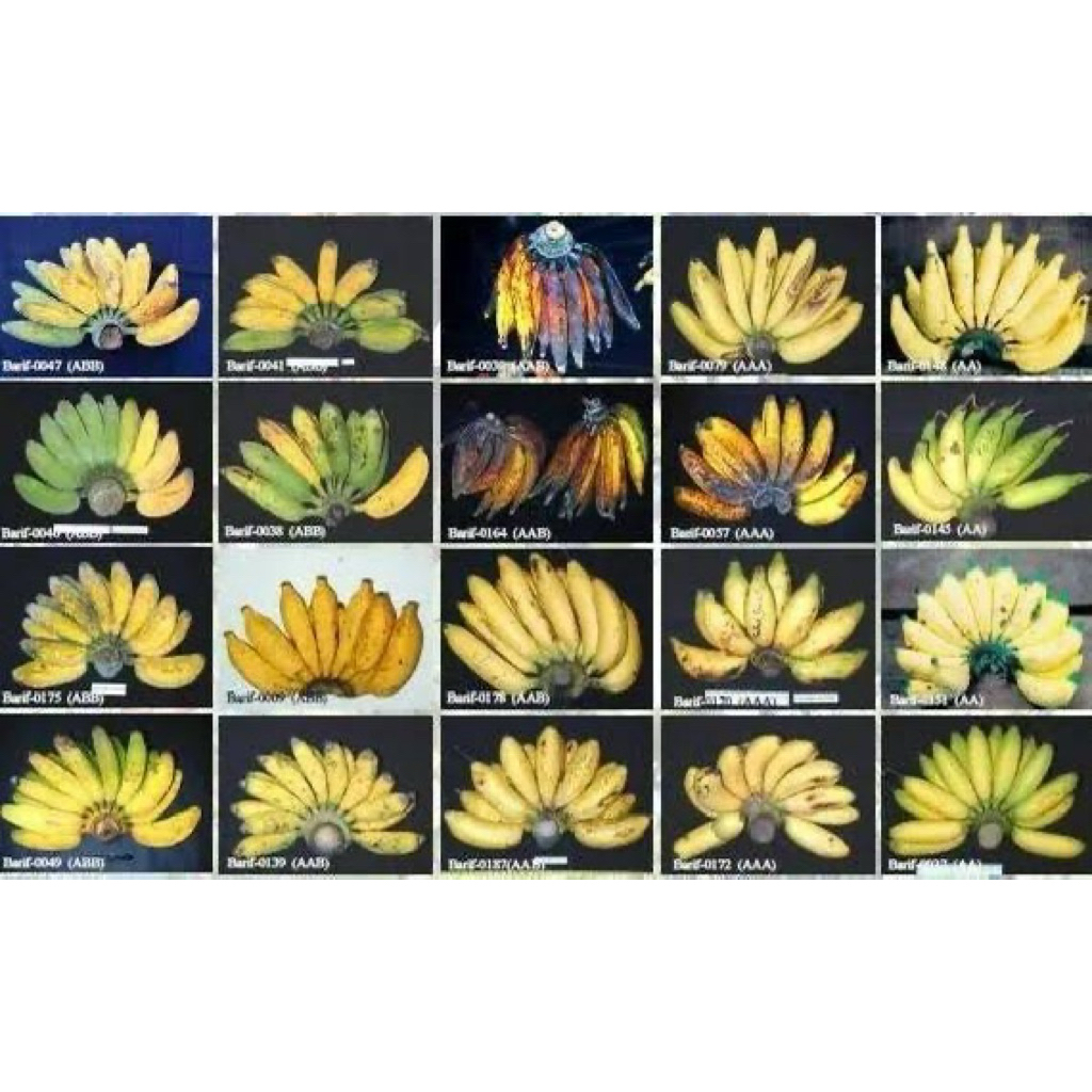 

PISANG PERSISIR - 36 FRESH PALEMBANG