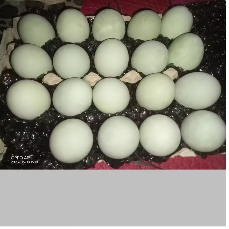 

telor asin khas serang banten asli telor bebek pilihan 10-30