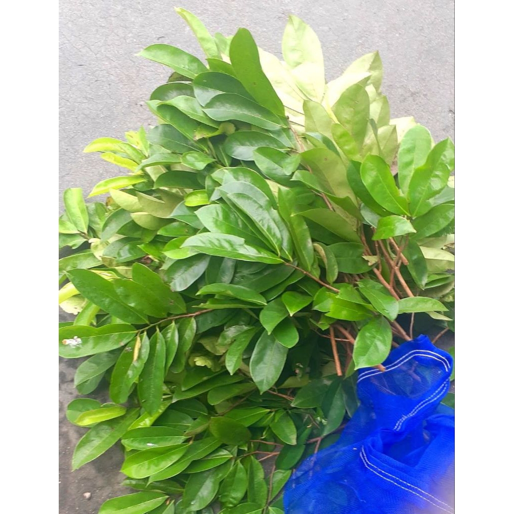 

Daun Sirsak Segar Anti Kanker,Tumor DLL