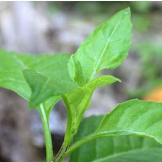 

Daun sambung nyawa sambung nyowo segar 200 gram