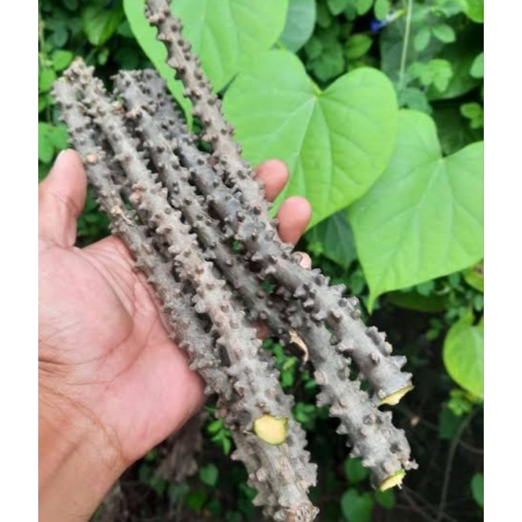 

BROTOWALI/BATRAWALI ASLI PAHIT SEGAR UNTUK SAPIH ANAK PER1IKT