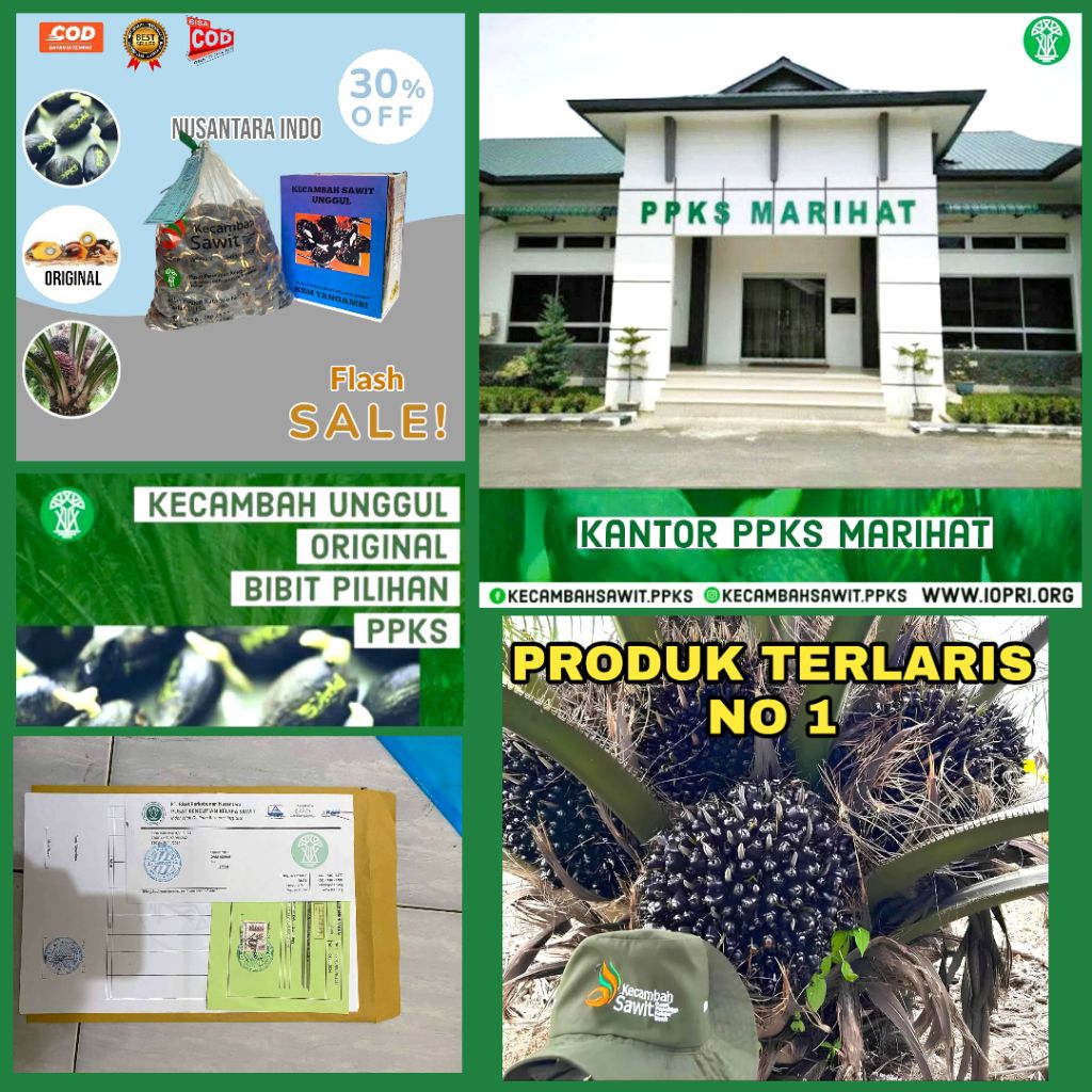 KECAMBAH SAWIT PPKS MEDAN UNGGUL DAPAT SERTIFIKAT