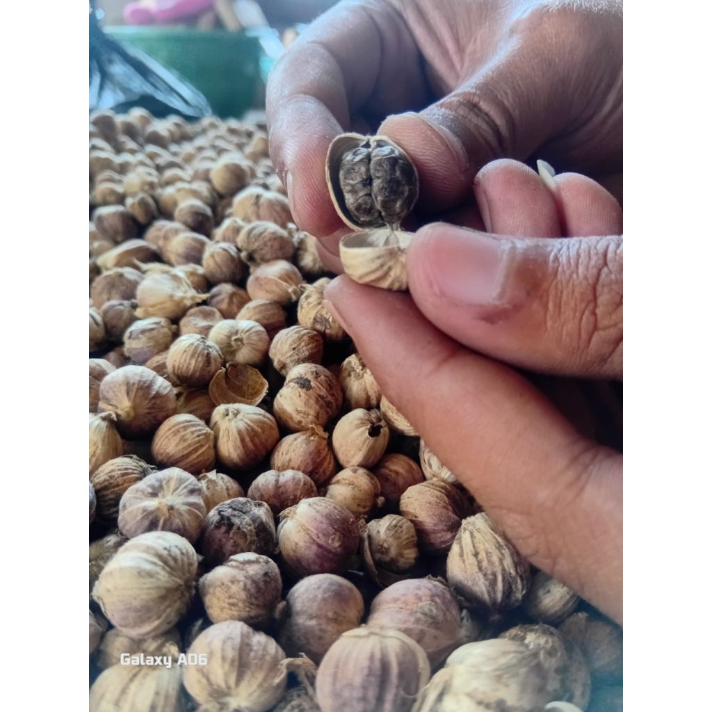 

Kapulaga kering kapol kering kapol jowo 1 kg