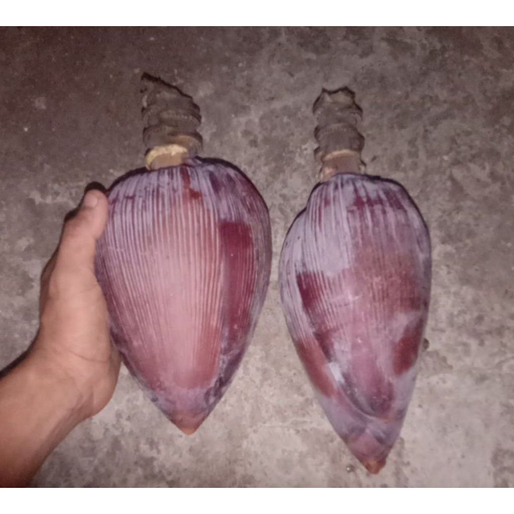 

sayaur jantung pisang kepok 1 buah fresh