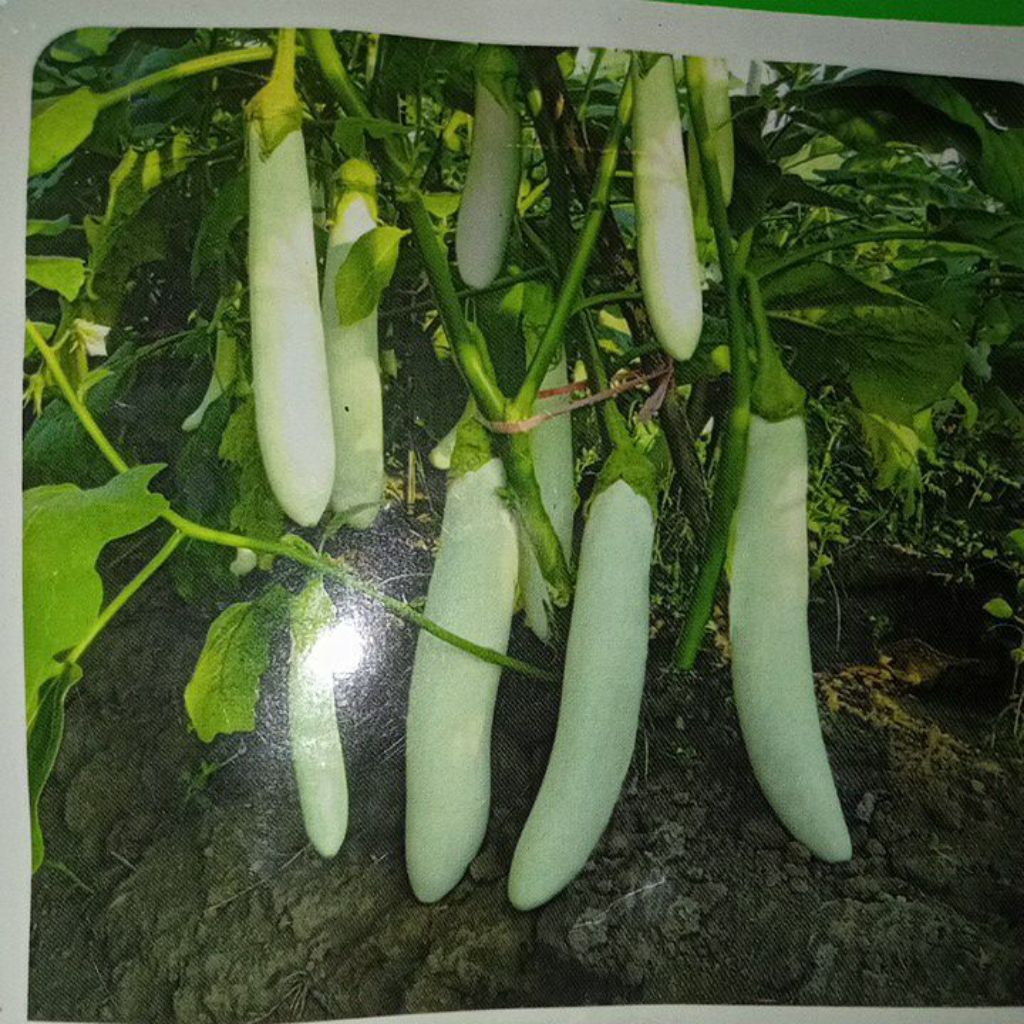 

Terong Putih isi 25 pc