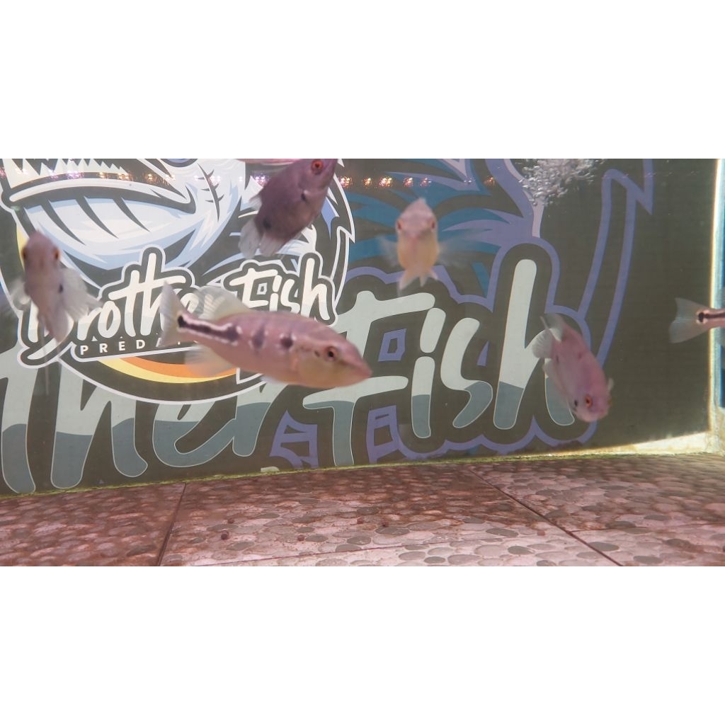 orinoco spot oreo 10-12 cm