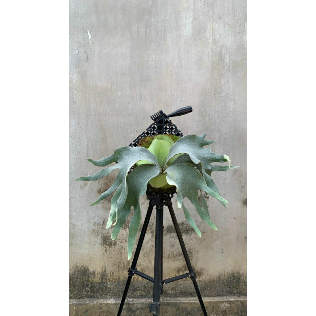 Platycerium White Gizmo Staghorn Fern Tanduk Rusa Simbar Menjangan