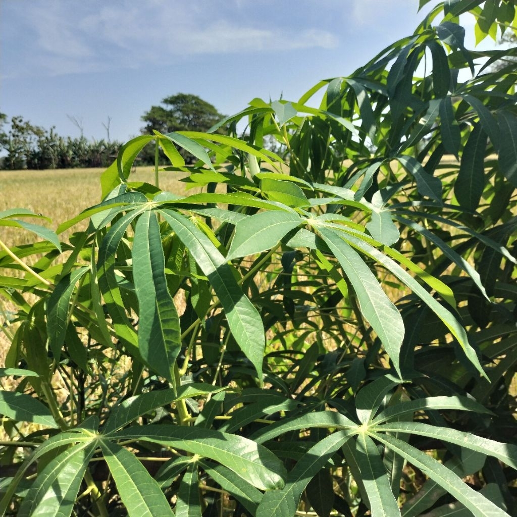 

Daun Singkong Muda Segar