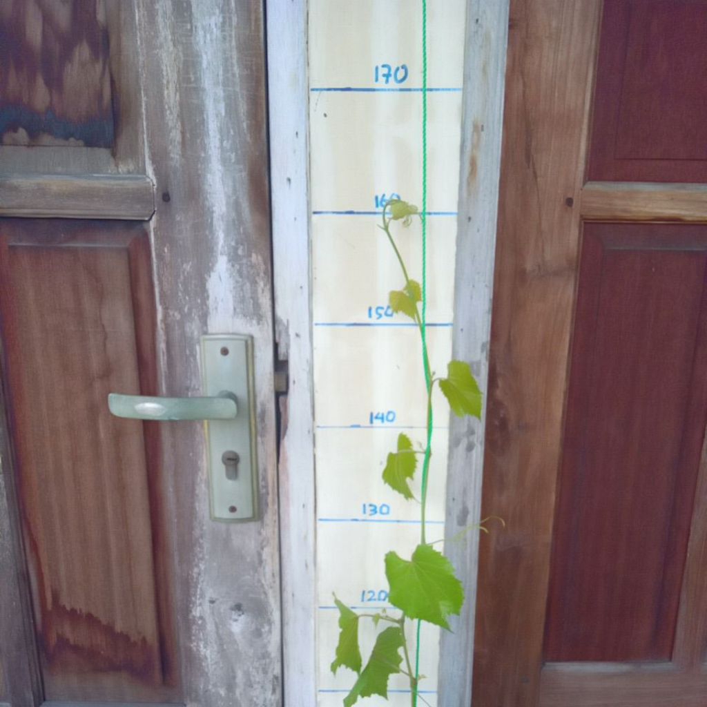 Bibit Rootstock IAC 572