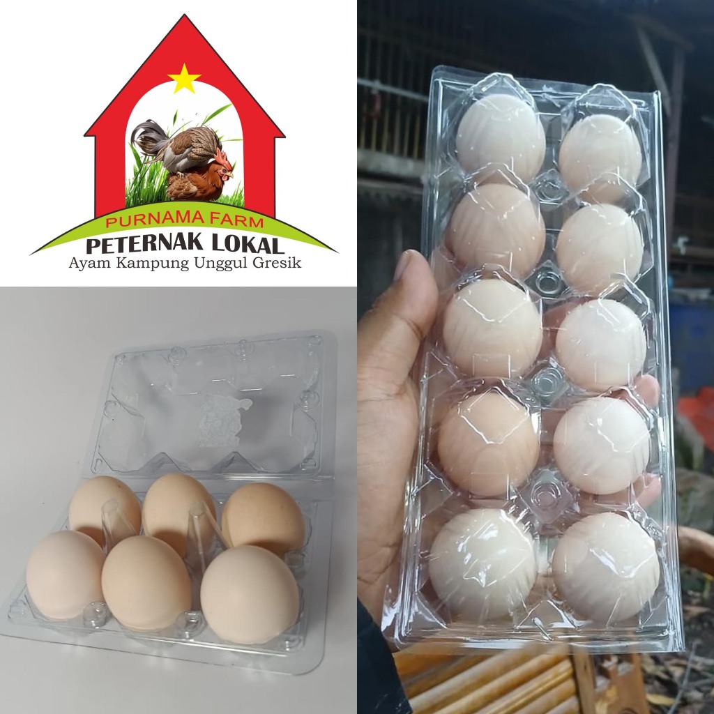 

Telur Ayam Kampung Asli [Kemasan 6 Butir] Packing Extra Aman