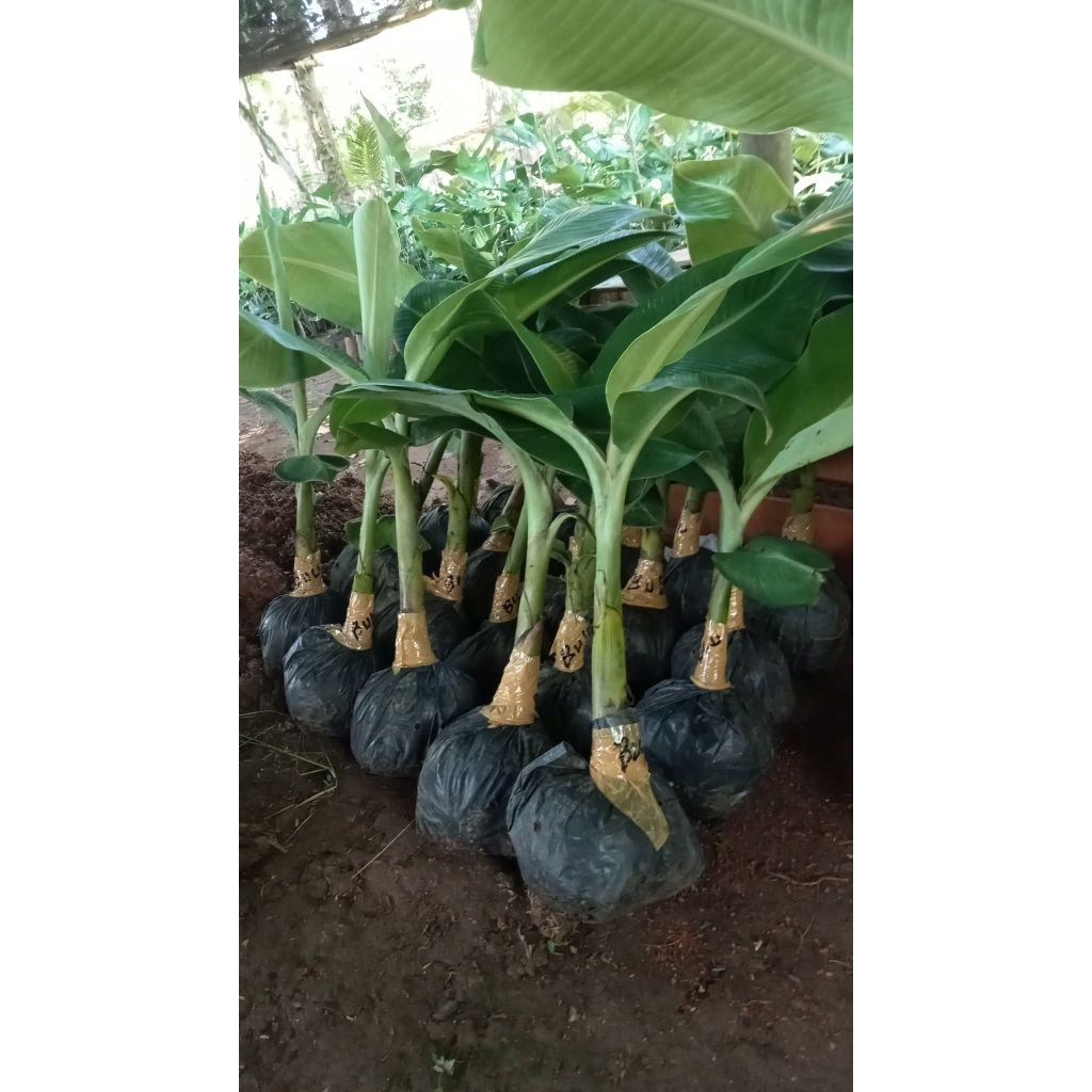 Bibit Pisang Unggulan - Pisang Kepok, Ambon, Raja, Tanduk dll