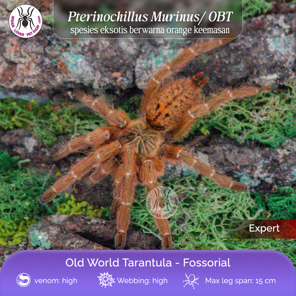 TARANTULA PTERINOCHILLUS MURINUS/ OBT - SLING