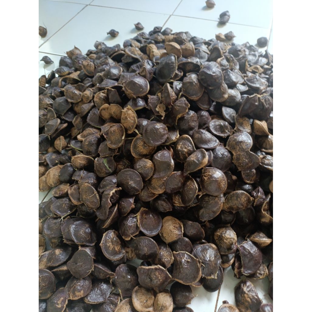 

JENGKOL SETENGAH TUA