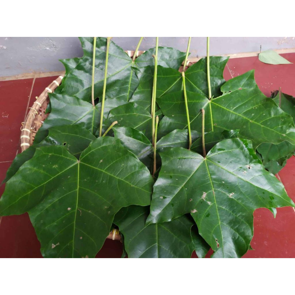 

Daun kemiri/Daun Muncang 500 gram