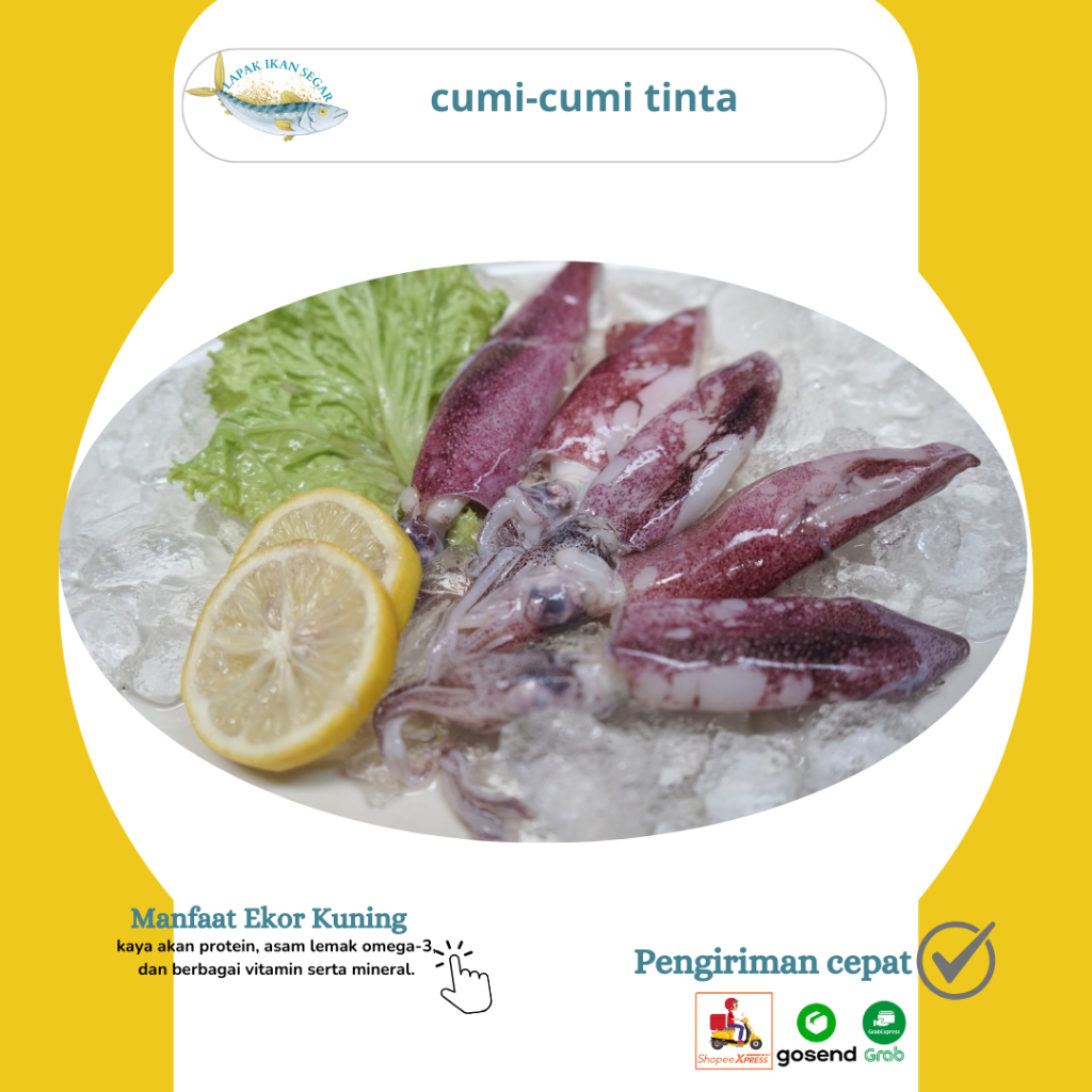 

Cumi segar / cumi basah seafood Segar ukuran 500-1kg