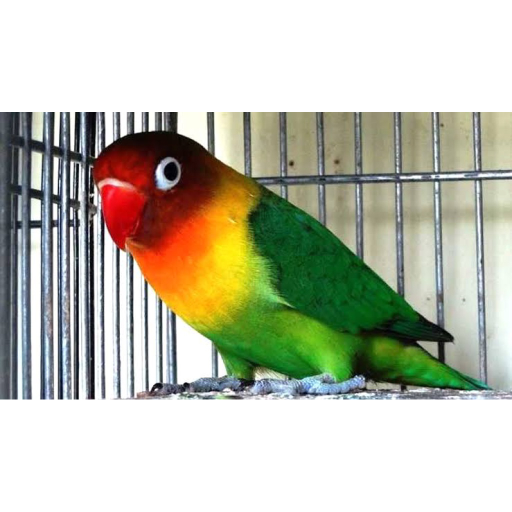 lovebird biola
