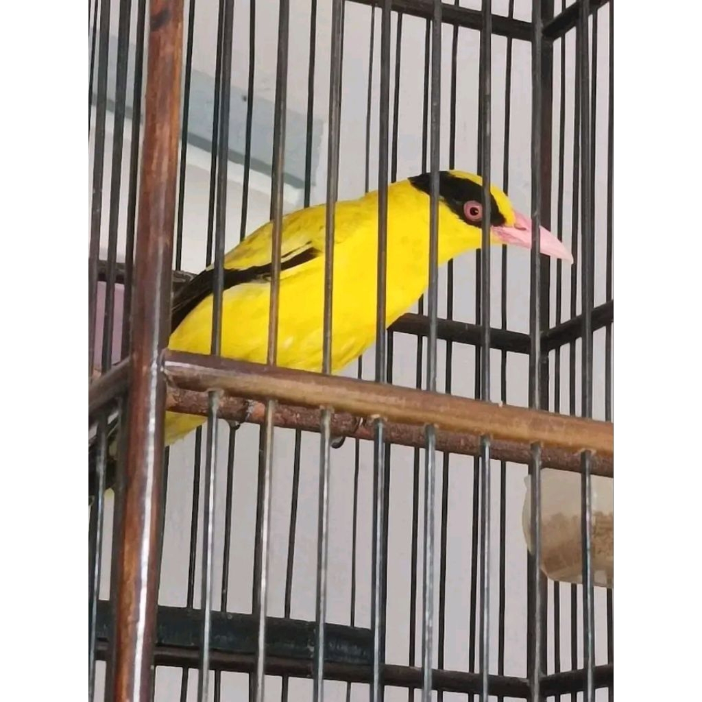 kepodang Bali/kepodang sumbawa